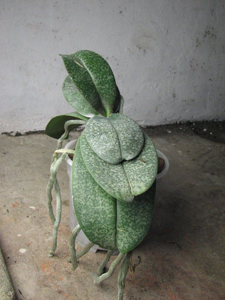 Phalaenopsis Rothschildiana.jpg
