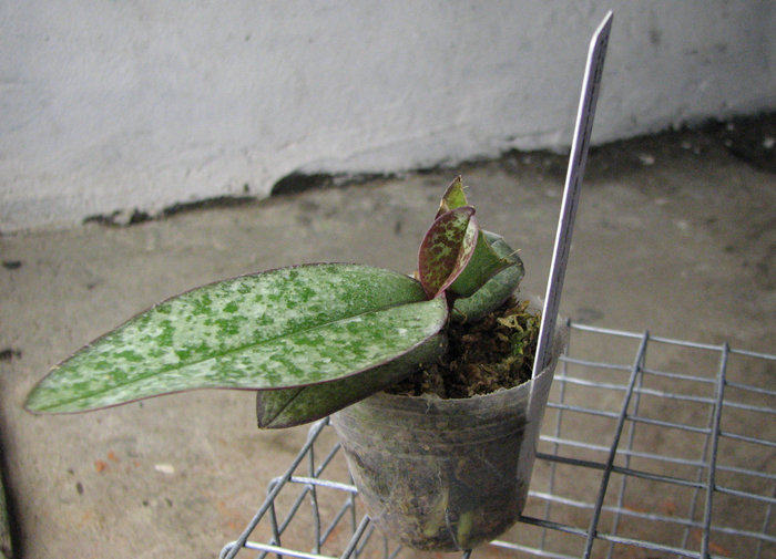 Phalaenopsis stuartiana (green x yellow).jpg