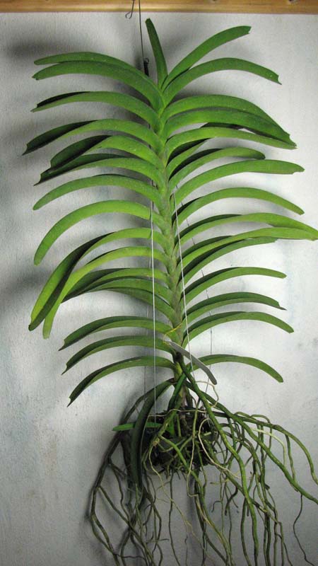 Vanda Kultana Gold x Vanda tessellata.jpg