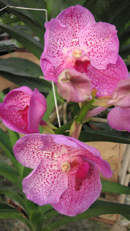 Vanda Kultana Delight x Vanda Banghieckhan Blue x Vanda Dr Anek.jpg