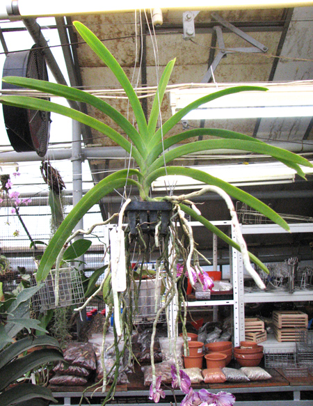 Vanda Robert Delight 'Pink Diamond'.jpg