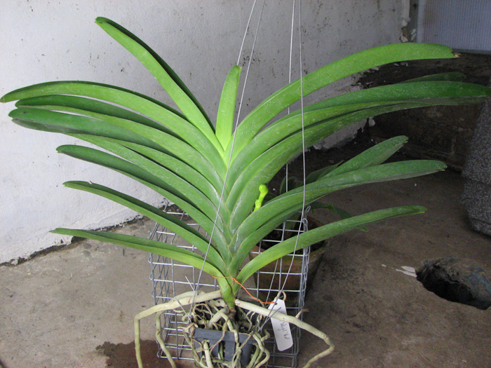 Vanda Robert Delight Blue.jpg