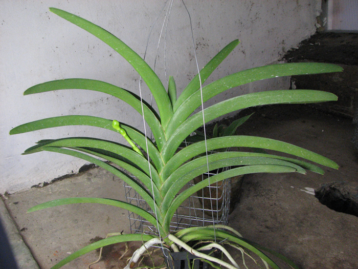 Vanda Pimsai x Vanda Tarab Waxy.jpg