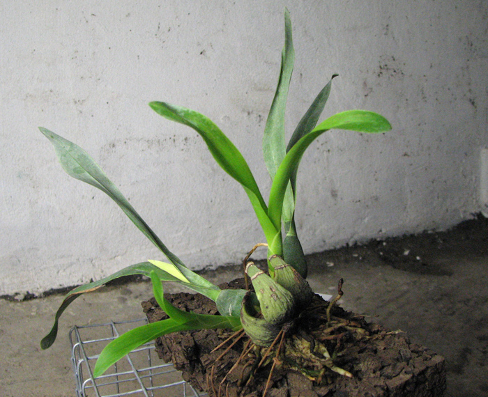 Prosthechea vitellina.jpg