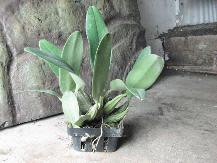 Dendrobium aggregatum.jpg