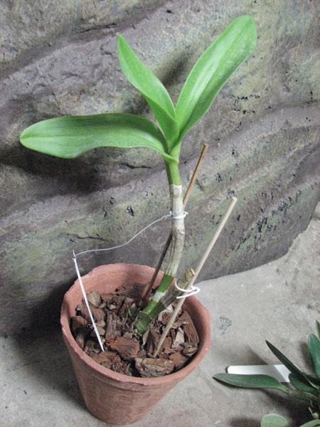 Dendrobium Kultana Fancy.jpg