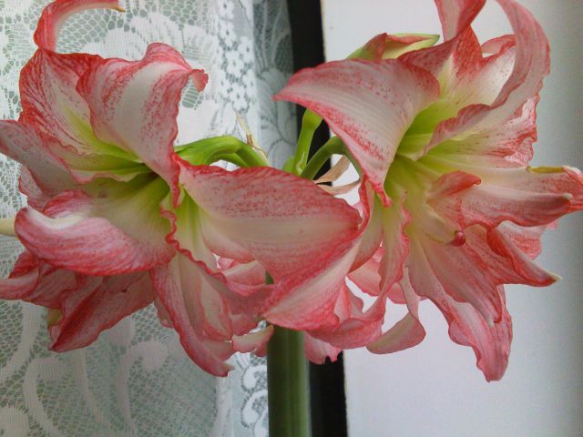 прошлогоднее цветение