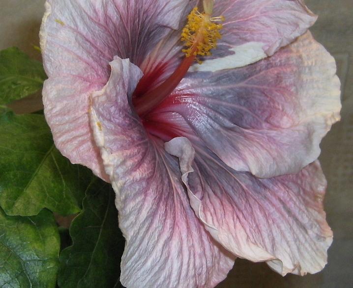 Luscious Beauty 1.JPG