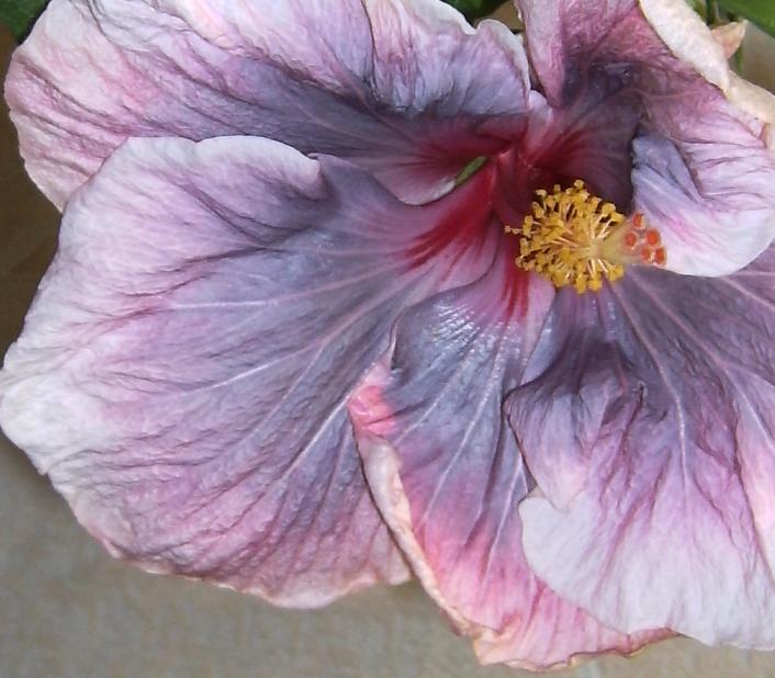 Luscious Beauty 2-8.JPG