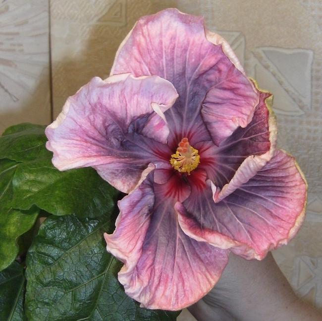 Luscious Beauty 2-3.JPG