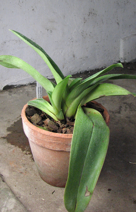 Paphiopedilum (Hotspot x Signature) x Weihnachtsblueher.jpg