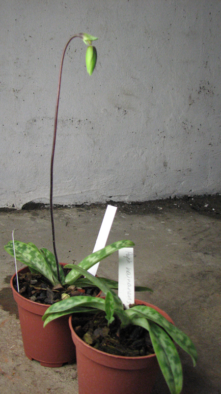 Paphiopedilum hainanense.jpg