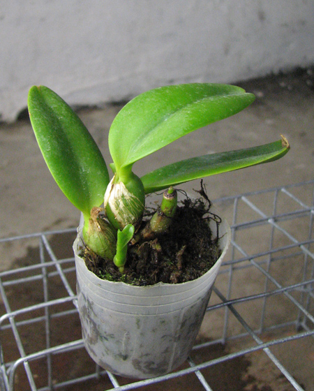 Potinara Angel Kiss 'No5'.jpg