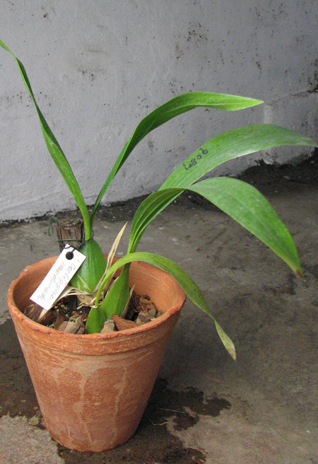 COELOGYNE PANDURATA.jpg