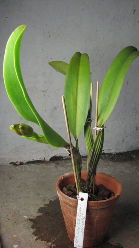 Brassolaeliocattleya Success Dream 'Miracles'.jpg