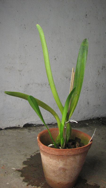 Laelia pulcherrima coerulea.jpg