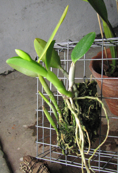 Laelia praestans.jpg
