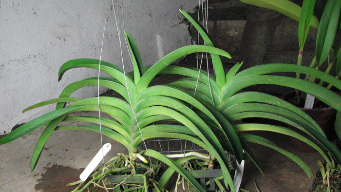 Ascocenda Laurel Paul x Vanda Pranermprai.jpg