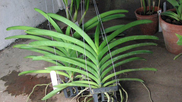 Vanda Robert Delight 'Dark Red'.jpg