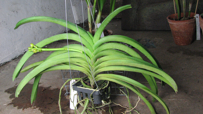 Ascocenda Krailerk x Vanda Wirat x Ascocenda Vilas.jpg