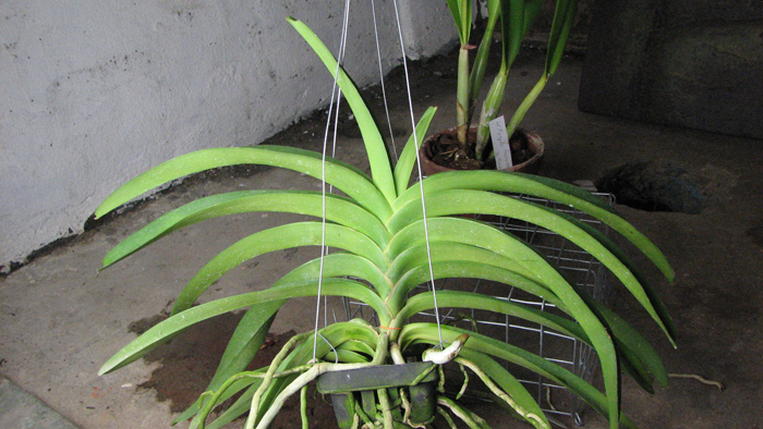 Vanda Vivan x Ascda Kultana Flame.jpg