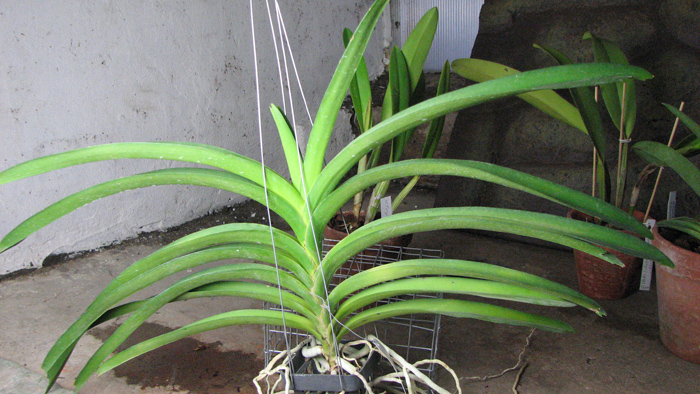 Ascocenda Kulwadee Fragrance 'Black with Spot'.jpg