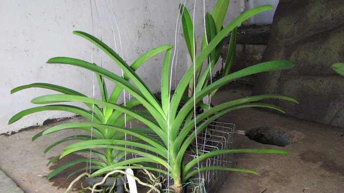 Vanda sanderiana x Vanda Pimchai Beauty.jpg