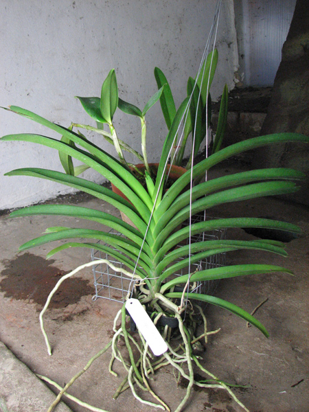 Vanda Siriporn Pink.jpg