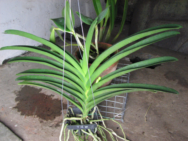 Vanda Siriporn Pink.jpg