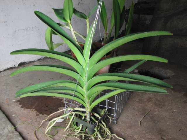 Vanda Pimsai x Vanda Tarab Waxy.jpg