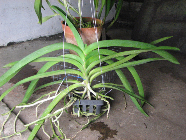 Vanda Sumon Spot x Ascocenda Pahirot x Ascocenda Kutlana Brown.jpg