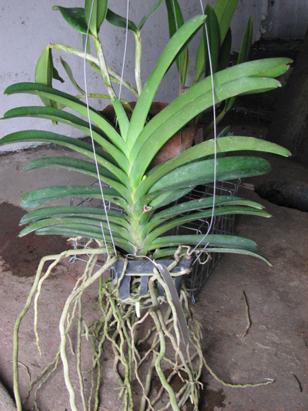 Vanda Somsri Pink x Vanda Golamcos Blue Magic.jpg
