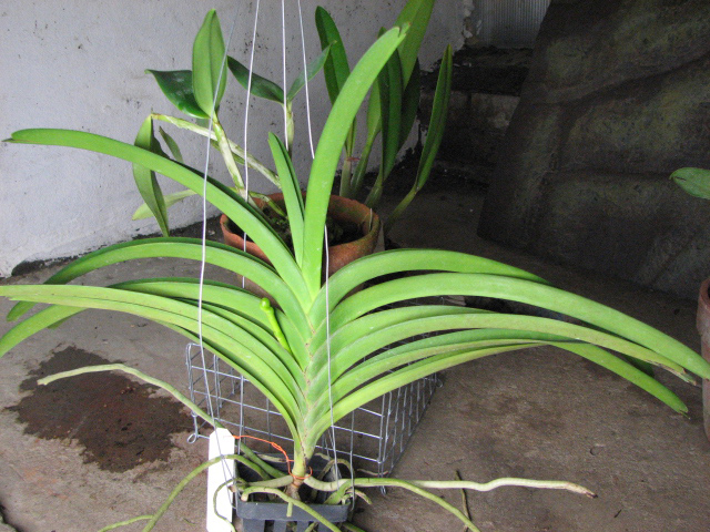 Vanda Thananchai x Ascocenda Kultana Brown.jpg