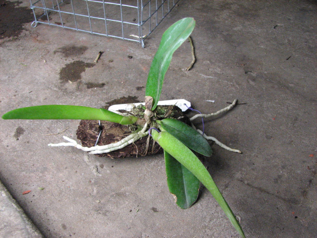 Brassolaeliocattleya Prathoom Green.jpg