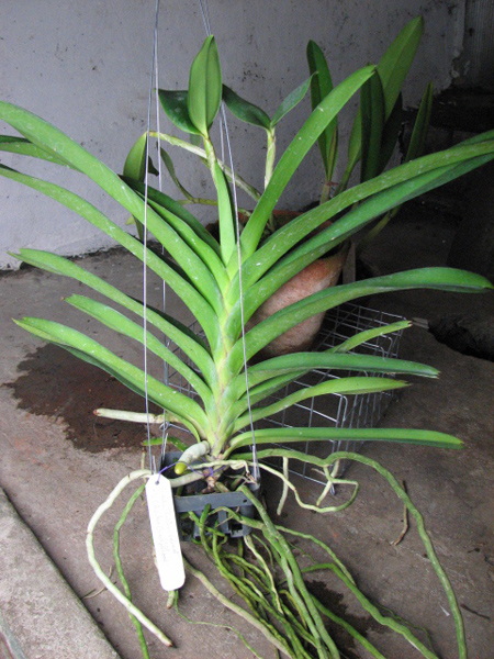 Ascocenda Tubtim Velvet x Vanda Charles Goodfellow.jpg