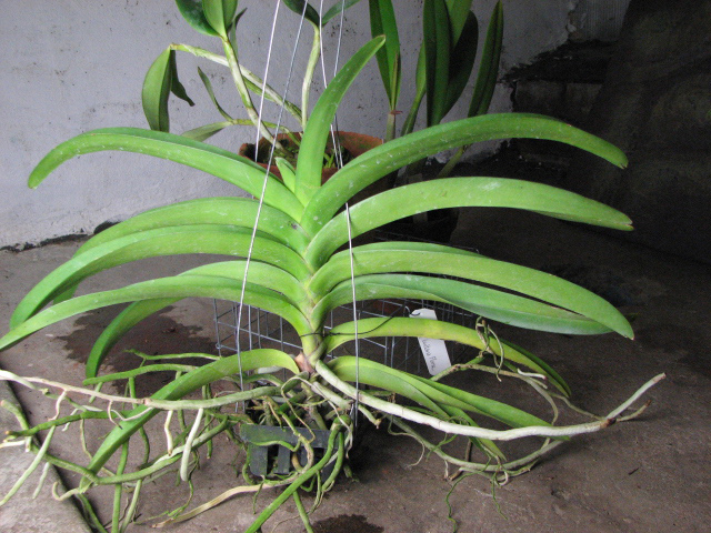 Vanda Vivan x Ascda Kultana Flame.jpg