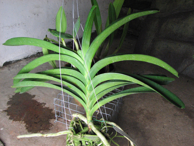 Vanda Sankhamphaeng x Vanda Patcharee's Delight.jpg