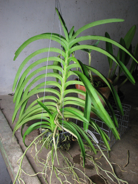 Vanda lamellata x Vanda Kultana Fragrance.jpg