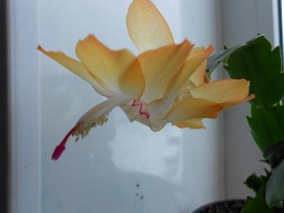 рожд.желтый 3.jpg