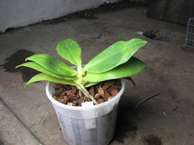 Phalaenopsis venosa.JPG