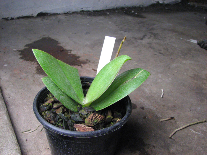 Doritaenopsis Siam Treasure 'Blue'.jpg