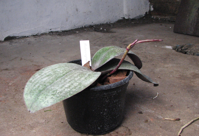 Phalaenopsis Rothschildiana.jpg