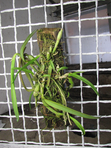 Coilostylis falcatum.jpg