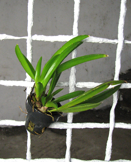 Oncidium (Tolumnea) Mix.jpg