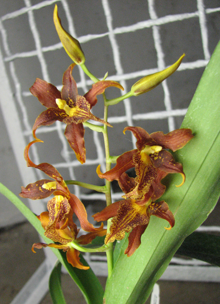 Adaglossum Gualaceo.jpg