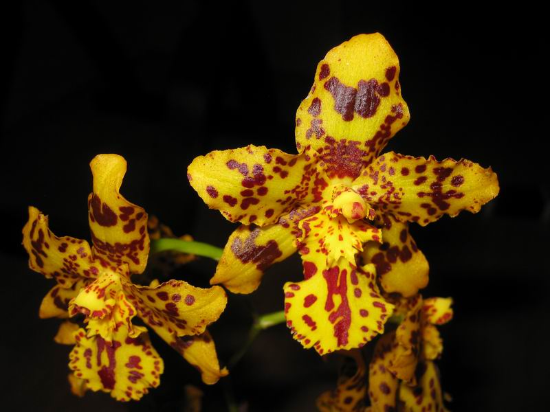 Resize of IMG_6182.JPG