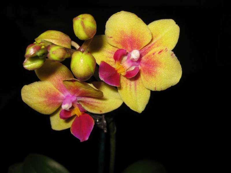 Resize of IMG_6205.JPG