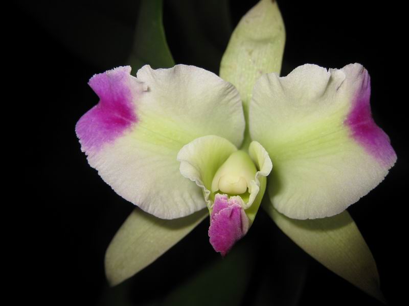 Resize of IMG_6455.JPG