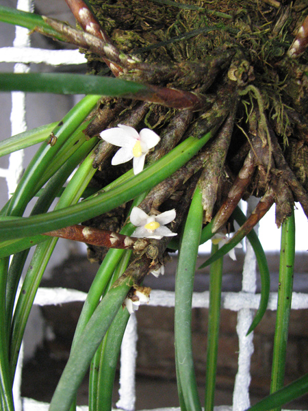 Ceratostylis incognita.jpg