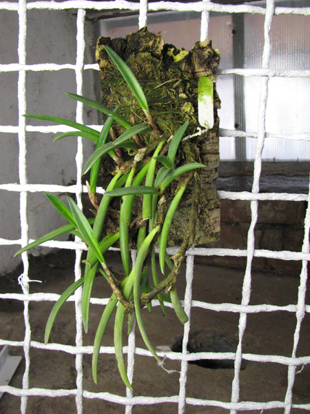 Ceratostylis rubra.jpg